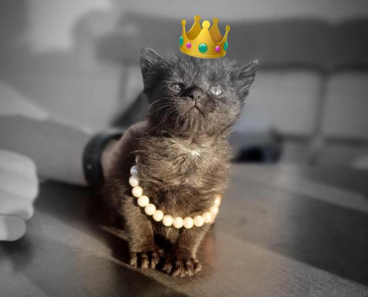 Eine kleine Katze mit Krönchen