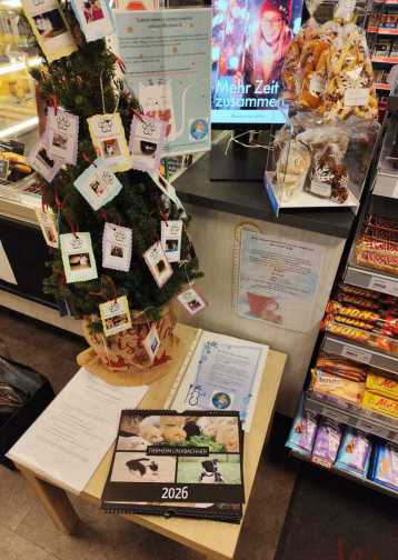 Terriermix Struppi in seinem Außenzwinger mit offenem und freundlichen Blick