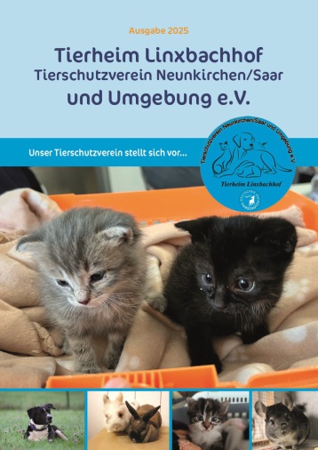 Terriermix Struppi in seinem Außenzwinger mit offenem und freundlichen Blick