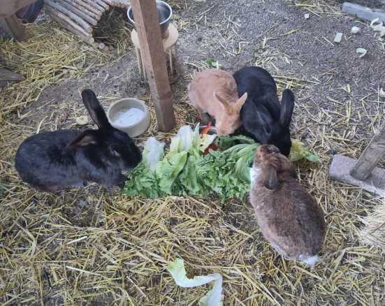 Husky Freki sitzt und schaut aufmerksam in die Kamera. Er trägt ein blaues Halstuch mit seinem Namen.