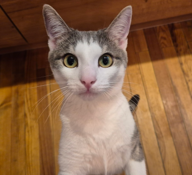 Weihnachtliches Plakat der angekündigten Aktion