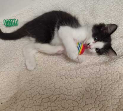 Weihnachtliches Plakat der angekündigten Aktion