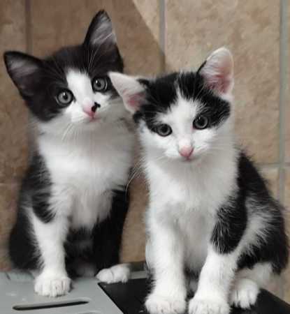 Weihnachtliches Plakat der angekündigten Aktion