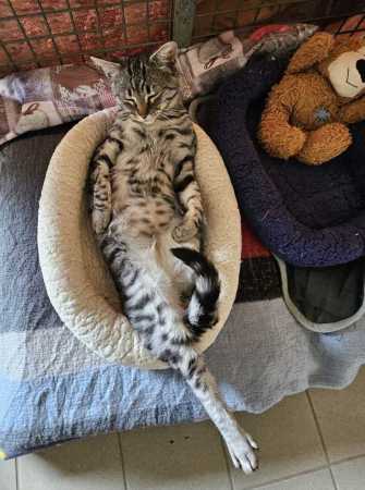 Weihnachtliches Plakat der angekündigten Aktion