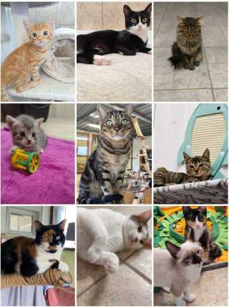 Weihnachtliches Plakat der angekündigten Aktion