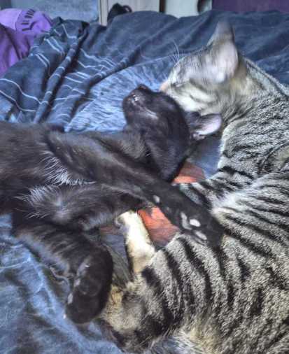 Weihnachtliches Plakat der Weihnachtsbaum-Aktion