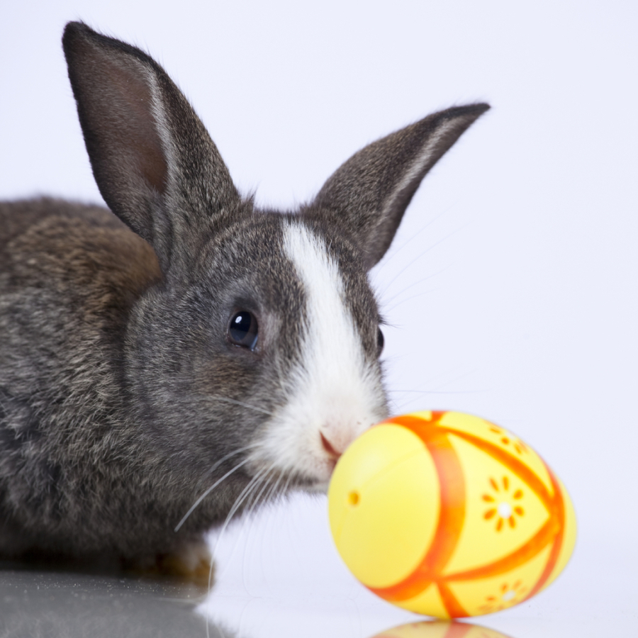 Graues Kaninchen und gelbes Osterei