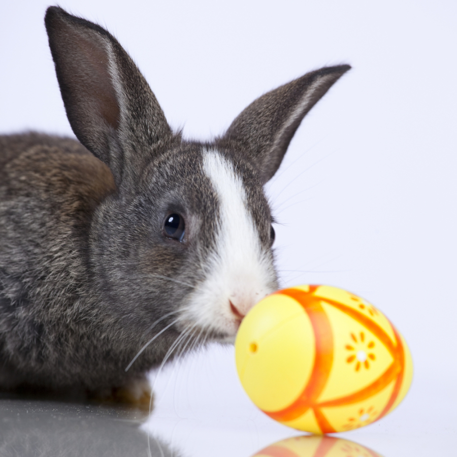 Gaues Kaninchen und gelbes Osterei