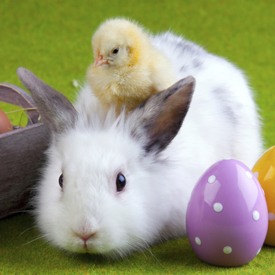 Lilafarbenes Osterei