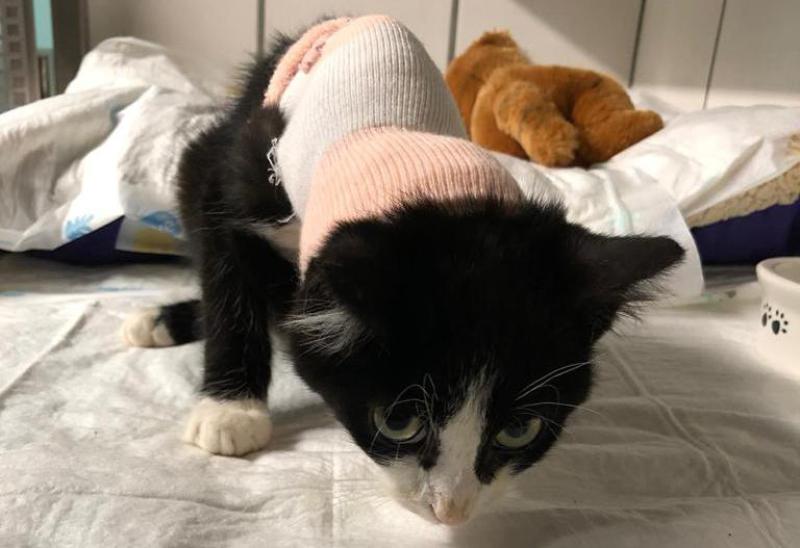 Deutsch Drahthaar Goofy von vorne mit geöffnetem Maul und offenem Blick